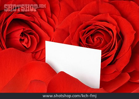 
                Rose, Grußkarte, Blumengeschenk                   