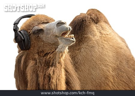 
                Kamel, Musik Hören                   