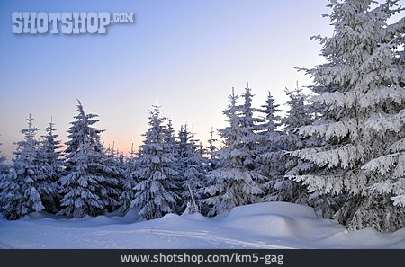 
                Winter, Winterlandschaft, Winterwald                   