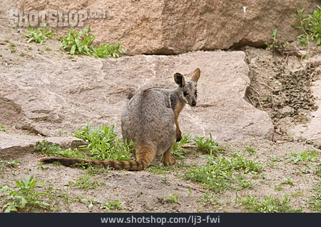 
                Kangaroo, Rock Wallaby                   