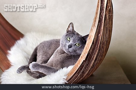 
                Relaxation & Recreation, Cat, Russian Blue Cat                   