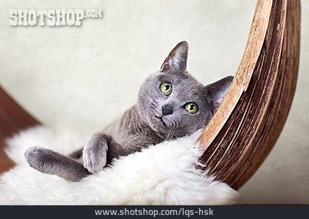 
                Pause & Auszeit, Katze, Russisch-blau-katze                   