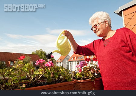 
                Seniorin, Gießen, Balkonblumen                   