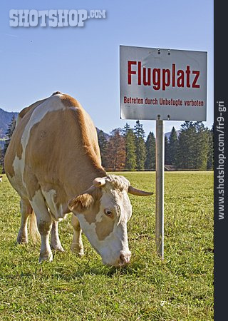 
                Kuh, Betreten Verboten, Flugplatz                   