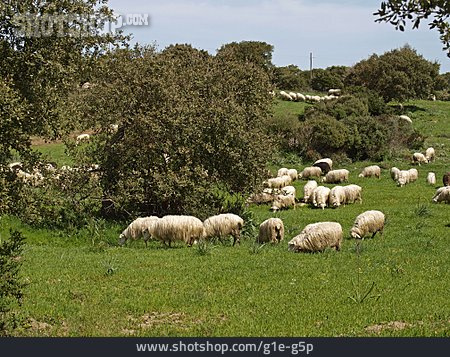 
                Sheep Herd                   