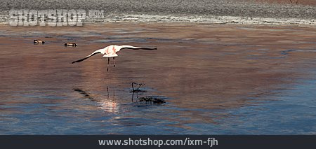 
                Flamingo, Water Body                   