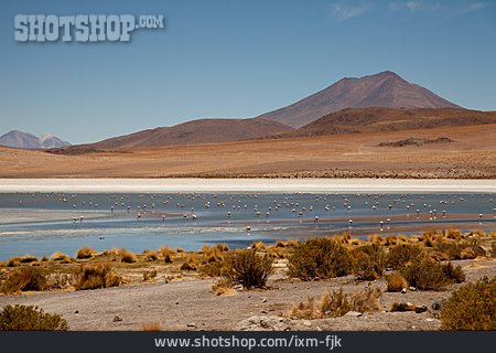 
                Flamingo, Andenhochland, Altiplano                   