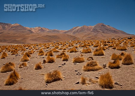 
                Steppe, Altiplano                   