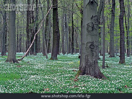 
                Wald, Frühling, Blütenteppich                   