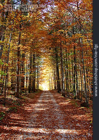 
                Herbst, Waldweg, Herbstwald                   