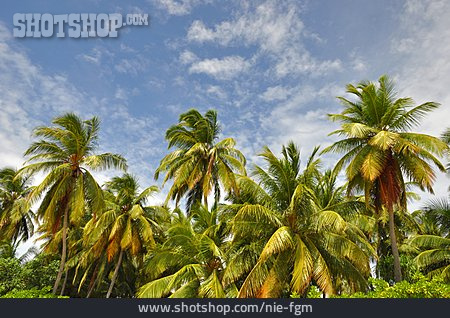 
                Palme, Palmenwald                   