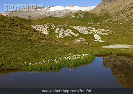 
                Bergsee, Wollgras, Walliser Alpen                   