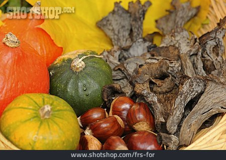 
                Pilz, Herbstlich, Kürbis, Edelkastanie                   