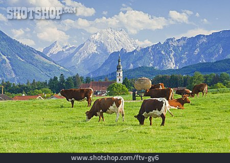 
                Weide, Ländlich, Kuhweide, Berchtesgadener Land                   
