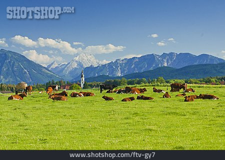 
                Cow Herd, Berchtesgadener Land, Rupertiwinkel, Lattengebirge, Saaldorf                   