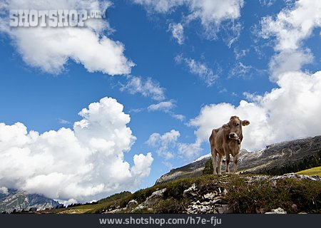 
                Kuh, Alpen, Berglandschaft                   