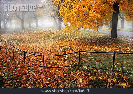 
                Park, Herbst, Ahorn                   