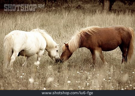 
                Freundschaft, Zweisamkeit, Pferde                   