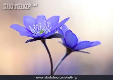 
                Blume, Leberblümchen                   