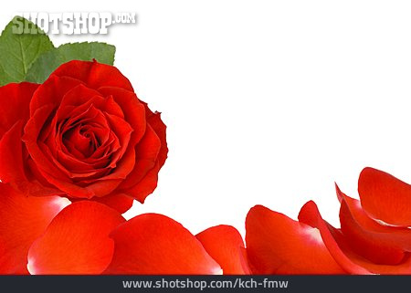 
                Muttertag, Valentinstag, Rote Rose                   