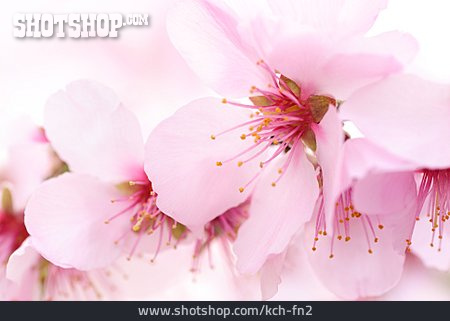 
                Frühjahr, Kirschblüte, Blühen                   