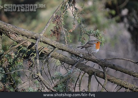 
                Vogel, Rotkehlchen                   