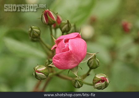 
                Rose, Knospe                   