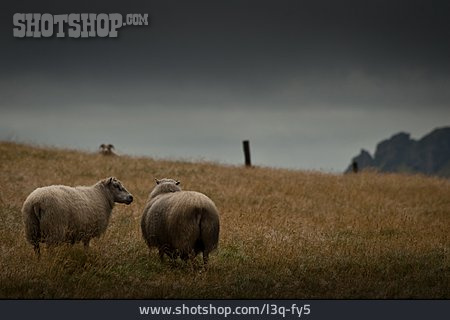 
                Weide, Schafe, Düster                   