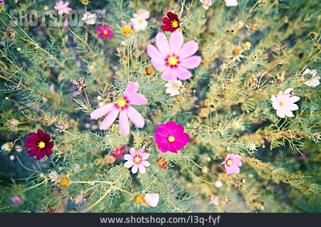 
                Blumen, Schmuckkörbchen                   