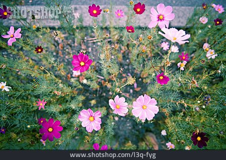 
                Blumen, Schmuckkörbchen                   