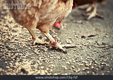 
                Huhn, Fütterung, Freilandhaltung                   