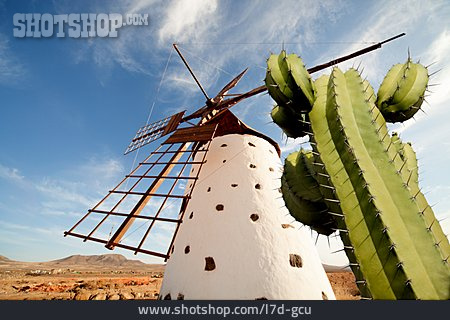 
                Kaktus, Windmühle, Fuerteventura                   