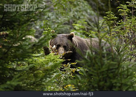 
                Brown Bear, Grizzly                   