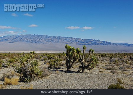 
                Wüste, Steppe, Nevada                   