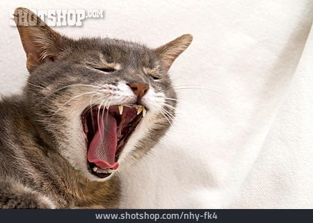 
                Katze, Gähnen                   
