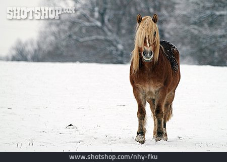 
                Pferd, Winterlich                   