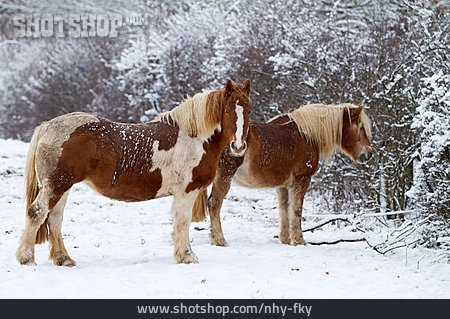 
                Verschneit, Pferd                   