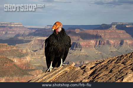 
                Raubvogel, Kondor, Grand-canyon-nationalpark                   