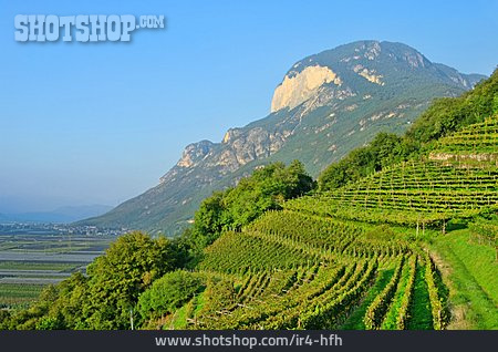 
                Weinberg, Trentino, Plantage, Obstanbau                   
