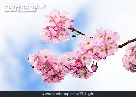 
                Kirschblüte, Baumblüte                   