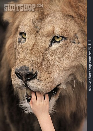 
                Child's Hand, Lion, Animal Head, Animal Preparation                   