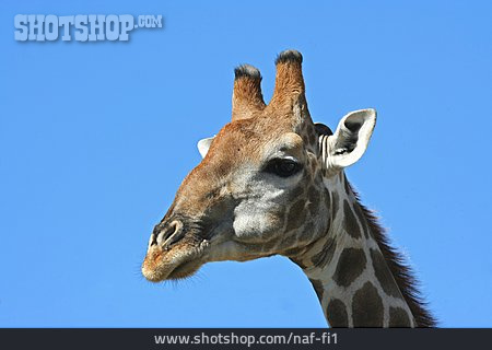 
                Giraffe, Giraffenkopf                   