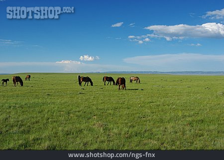 
                Weide, Steppe, Wildpferde, Laramie                   