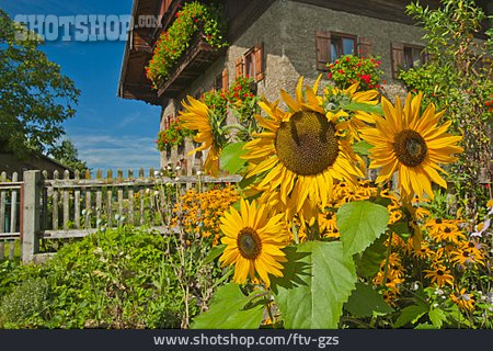 
                Garten, Sonnenblume, Bauernhaus                   