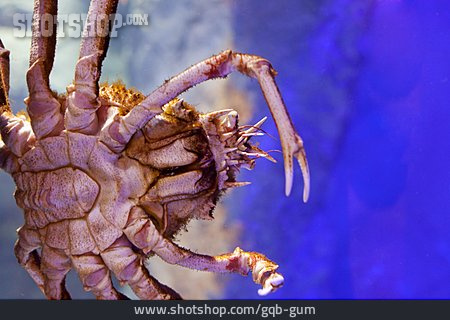 
                Krabbe, Bauch, Japanische Riesenkrabbe                   