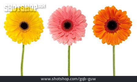 
                Blume, Gerbera, Gerberablüte                   