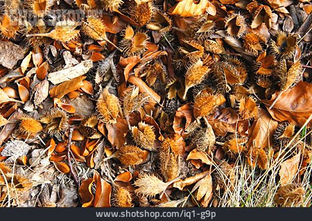 
                Herbstlich, Waldboden, Bucheckern                   