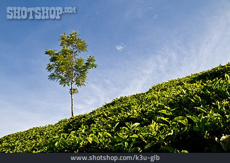 
                Teeplantage, Teeanbau                   