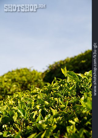 
                Teeplantage, Teepflanze                   