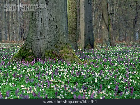 
                Wald, Frühling, Blütenteppich                   